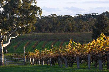 PLAN B! WINES